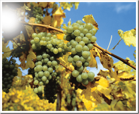 Gruner Veltliner Grapes